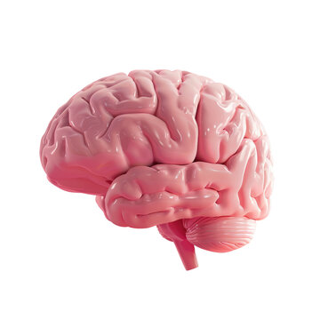 Close up of pink brain model on Transparent Background