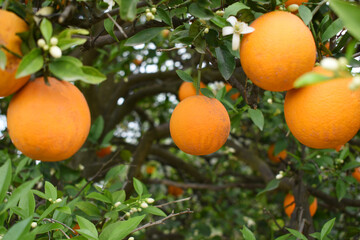 ripe oranges on tree, close-up of a beautiful orange tree with orange, fruit hanging on a tree, Close-up of ripe oranges hanging on a tree in an orange plantation garden, Chakwal, Punjab, Pakistan
