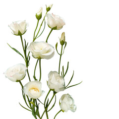 White flowers in vase on Transparent Background
