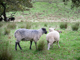 Obraz na płótnie Canvas Black sheep Gotland Pelt and white sheep Texel-Perendale at Cornwall park. Auckland.