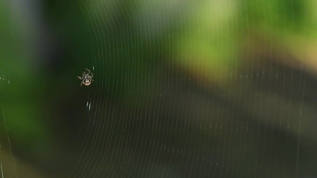 Spider Weaving Web in Nature