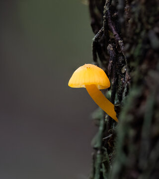 Wild bright yellow fungus growing on tree trunk. Vertical format.