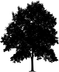 Maple Tree Silhouette Illustration - obrazy, fototapety, plakaty