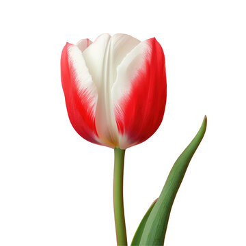 Red and white tulip on Transparent Background
