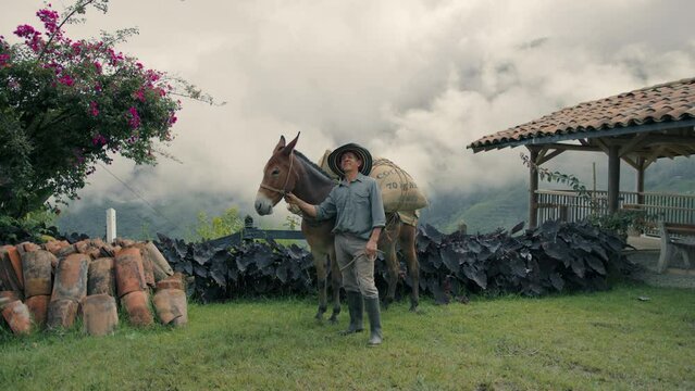 Colombian coffee harvester with a horse
