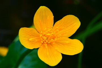 Blüte der Sumpfdotterblume