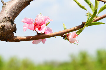 Beautiful Pink Peach Blossoms in a Garden, Pink Peach Flowers Blooming on Peach Tree, Beautiful peach flowers close up - as background, Flowering branch of fruit flower closeup
