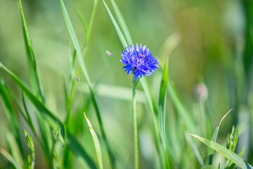 A purple cornflower flower grows among the green grass.