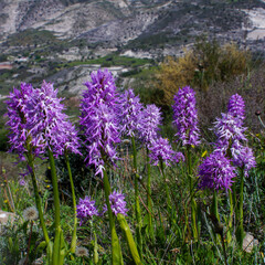 Abundant flowers of the Italian orchid (Orchis italica), Cyprus