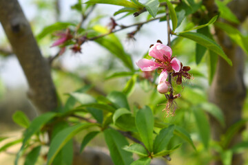 Beautiful Pink Peach Blossoms in a Garden, Pink Peach Flowers Blooming on Peach Tree, Beautiful peach flowers close up - as background, Flowering branch of fruit flower closeup