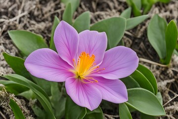 a spring flower