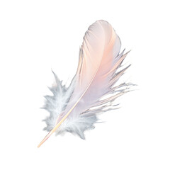 Black and white feathers on Transparent Background