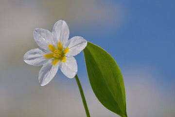 Fototapeta na wymiar a spring flower