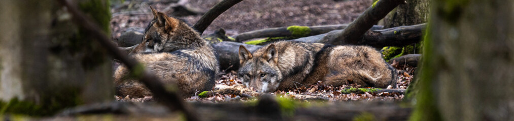 wolves in the forest panorama
