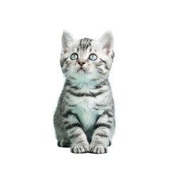 Obraz premium A cat sitting and gazing upwards