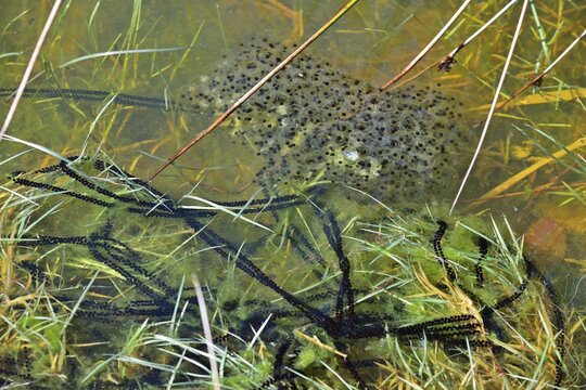 Laichballen und Laichschn&uuml;re vom Springfrosch (Rana dalmatina) und Erdkr&ouml;te (Bufo bufo)