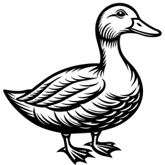 duck isolated on white