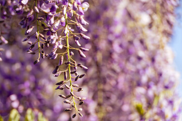 Blooming Wisteria Sinensis with scented classic purple flowersin full bloom in hanging racemes closeup. Garden with wisteria in spring