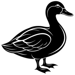 duck isolated on white