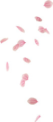 falling cherry blossom flower petal