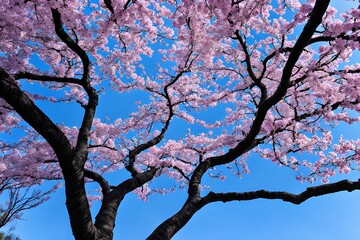 Fototapeta premium cherry blossoms