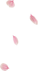 floating cherry blossom petals