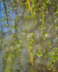 birch leaves in spring