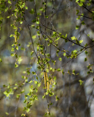 leaves in spring