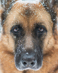 portrait of a german shepherd
