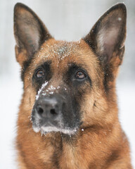 german shepherd portrait