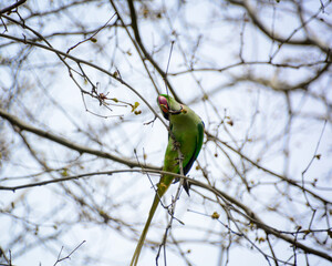 The necklace parrot is green