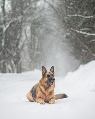 german shepherd dog