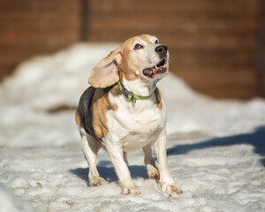 The beagle is running