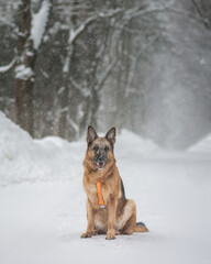 german shepherd dog in snow