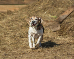 The beagle is running