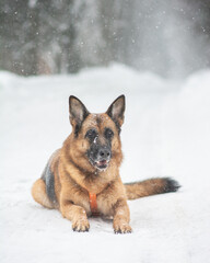 german shepherd dog in snow