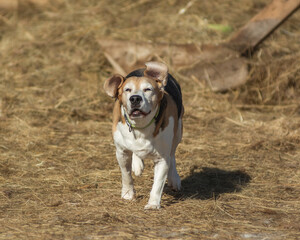The beagle is running