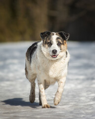 border collie dog