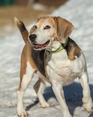 beagle dog portrait