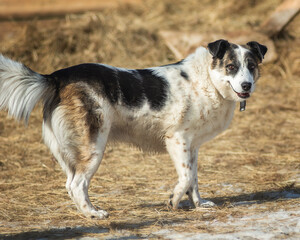 border collie dog