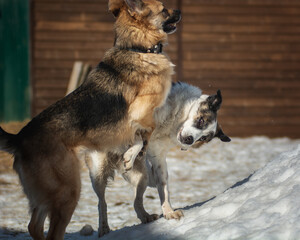 Two dogs are playing