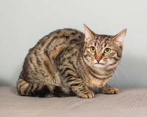 Obraz premium portrait of a cat