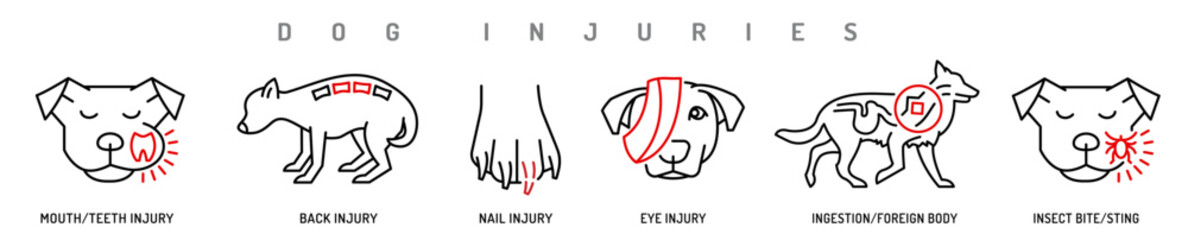 Various types of dog injuries. Back, eye, paw, mouth injury.