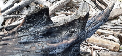 Burnt driftwood texture 7