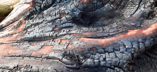 Burnt driftwood texture 1