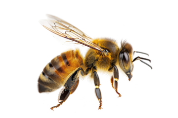 bee isolated on white or transparent