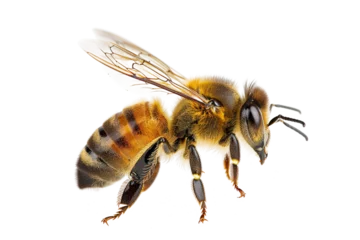 Fototapete Rund bee isolated on white or transparent © David Kreuzberg