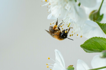 Biene © Christina Pichler