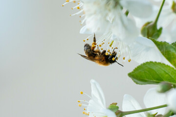 Biene © Christina Pichler