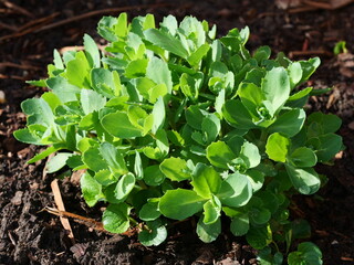 Magnificent stonecrop is a plant species of the genus Hylotelephium